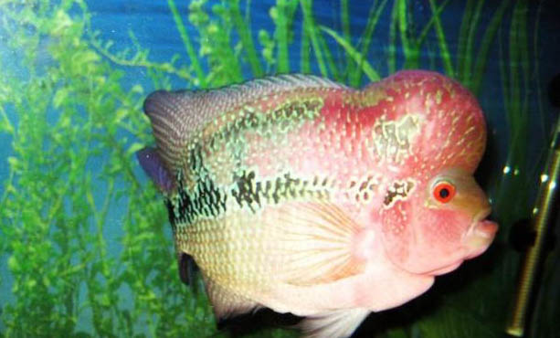 治療魚掉鱗的方法