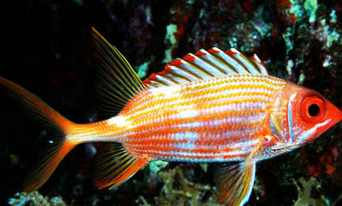 給魚增氧有哪些好處