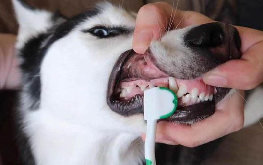 有犬瘟一般多久死亡?