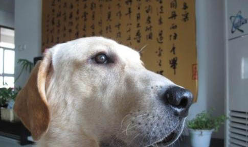 狗狗最愛吃的食物有哪些
