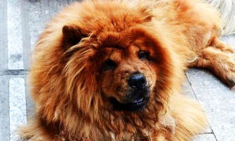 少有人養松獅犬的原因及處理方法