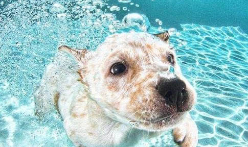 犬瘟早期多久過危險期
