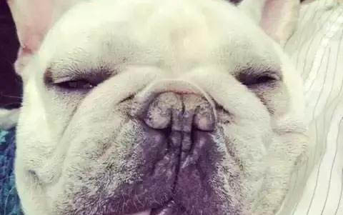 法國斗牛犬體內炎癥如何消炎