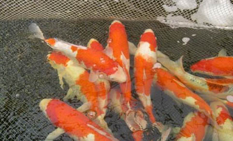冬天錦鯉魚多久喂一次?