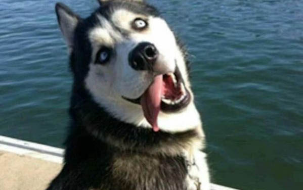 狗狗拉的粑粑特別臭是什么原因