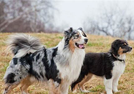 安納托利亞牧羊犬一般能活多久