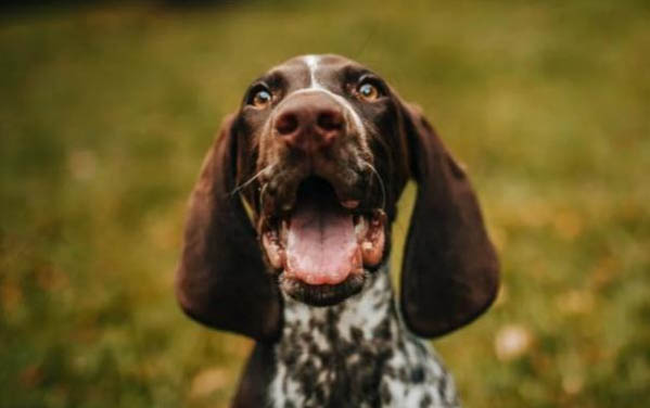 犬舍的狗怎么樣呢？