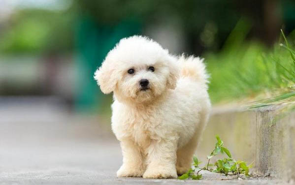 狗狗得了細(xì)小怎么辦