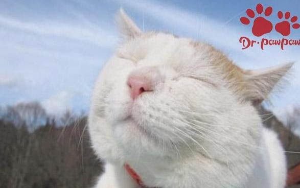 貓咪一次吃多少蛋黃？