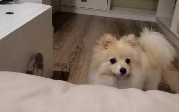 博美犬晚上老叫的原因及處理方法