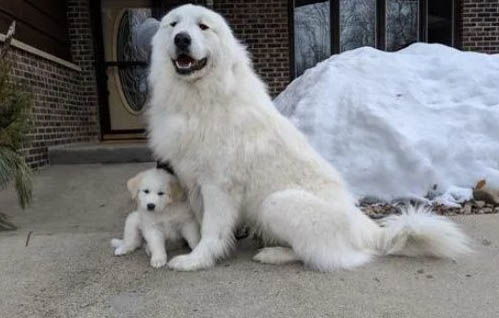 大白熊犬如何辨認
