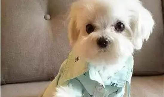 狗狗中暑多久可以恢復正常