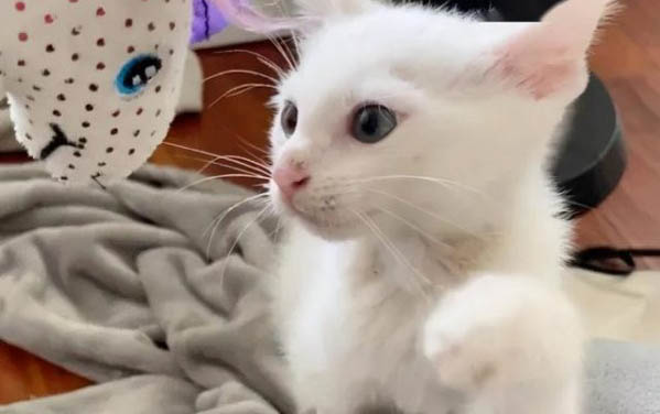 小貓為什么喜歡睡在我枕頭旁邊睡覺？