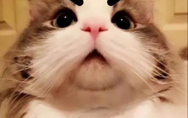 貓咪一直咕嚕咕嚕叫