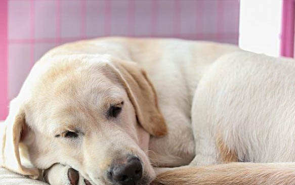 狗狗打完狂犬疫苗多久能出門？