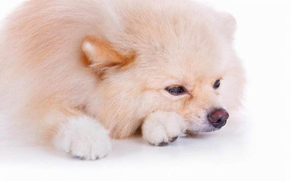 狗狗不能吃的20種蔬菜有哪些？