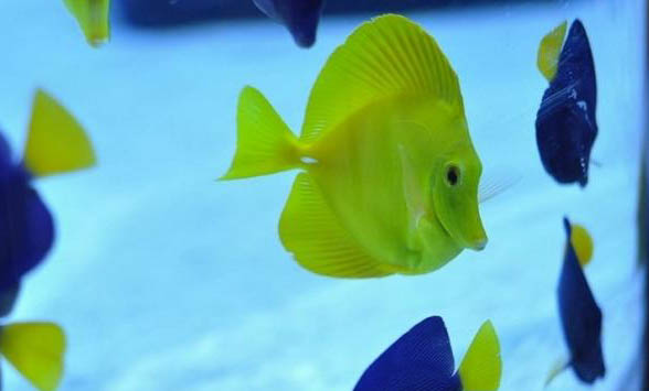 幻彩金花羅漢魚好養嗎