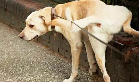 狗狗需要檢查什么
