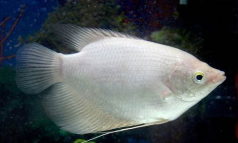 魚缸養熱帶魚的注意事項？