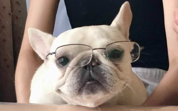 小狗被蜱蟲咬了后遺癥