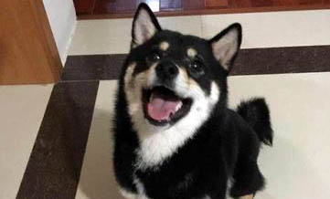 小柴犬優缺點