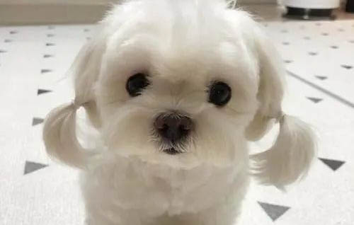 狗感冒一般幾天可以自愈