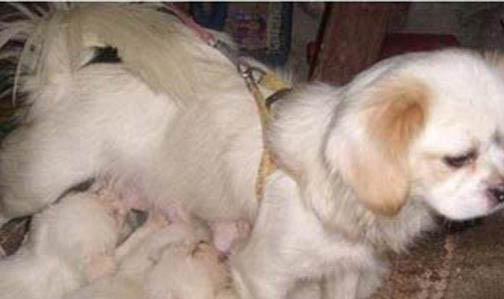 幼犬洗澡需要注意什么？