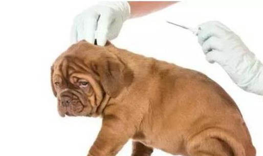 狗狗食鹽中毒有什么癥狀？