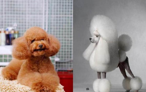 貴賓犬和雪納瑞哪個好養(yǎng)