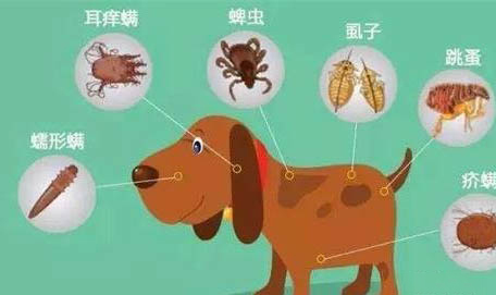 狗狗耳朵里面流膿很臭需要用什么藥