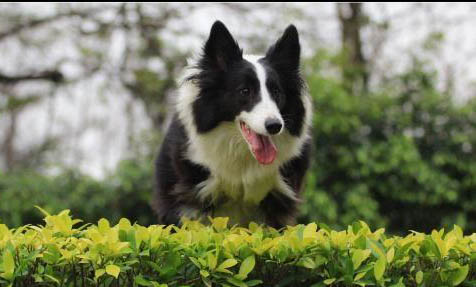 英國古代牧羊犬突然不愛吃東西的原因是什么