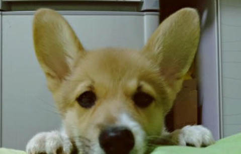 狗狗不吃狗糧光喝水是怎么回事