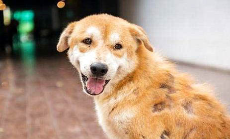加納利犬和比特犬誰厲害