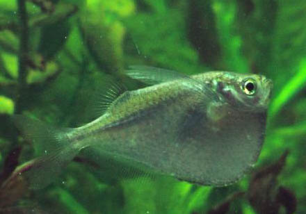 熱帶魚白點病預防