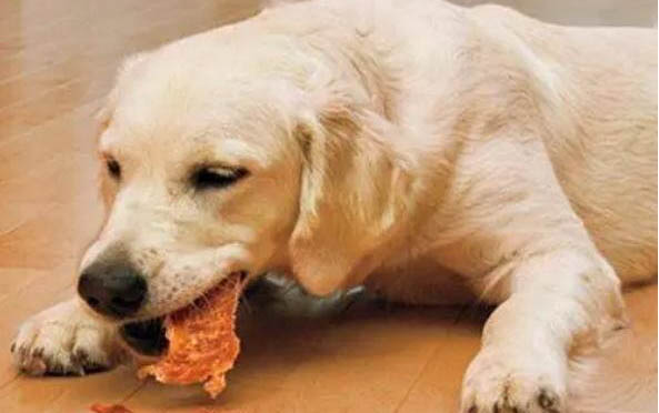 金毛犬和拉布拉多犬哪個好