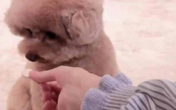 泰迪犬冬季美容三大注意事項
