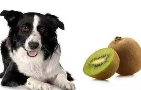 小狗得犬瘟老是咳嗽怎么辦