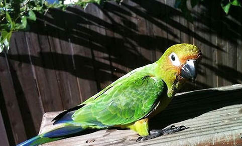 玄鳳鸚鵡的壽命有多少年