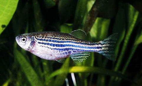 斑馬魚把孔雀魚咬死了
