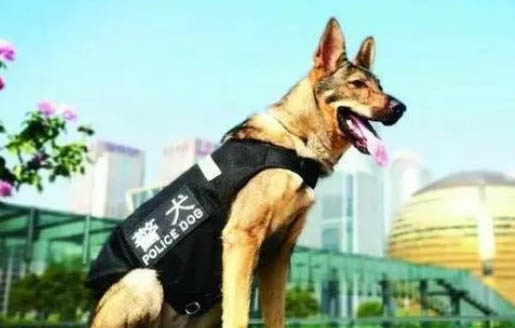 女生適合養(yǎng)的護(hù)衛(wèi)犬有哪些？