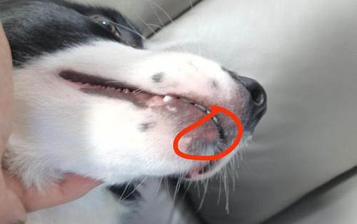 狗狗口腔護理的重要性