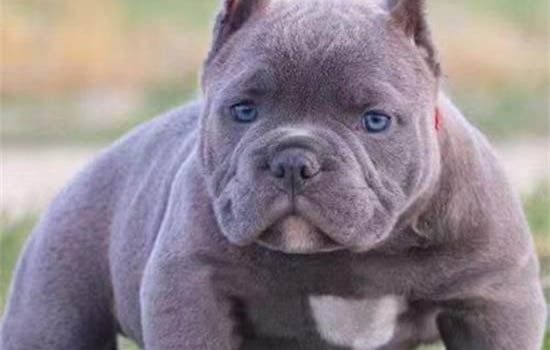 美國惡霸犬多少錢一只