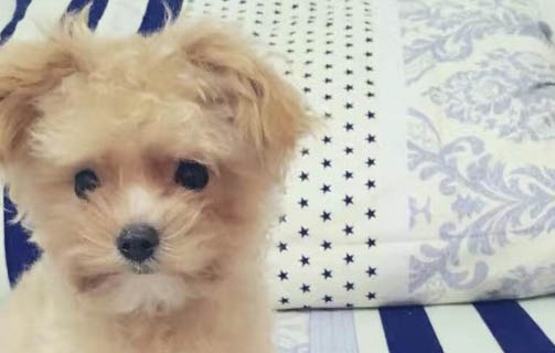 狗狗受驚嚇后幾天恢復(fù)