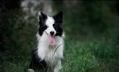 中亞牧羊犬支氣管炎可以洗澡嗎
