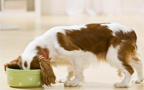 狗狗出現翻腸子現象要禁食多久？