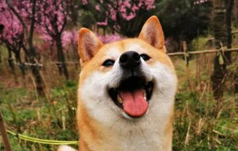 幼犬肚皮下有膿包