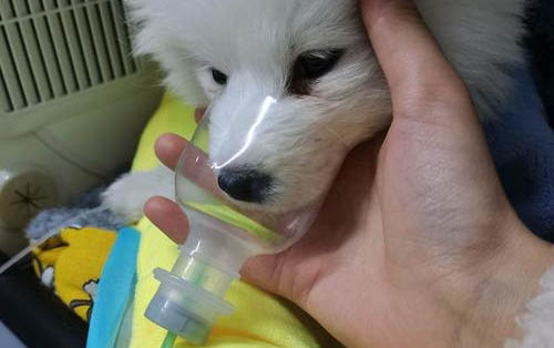 小狗吐蛔蟲還能活多久