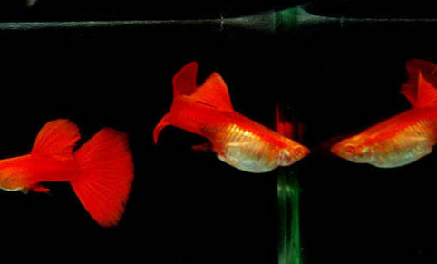 孔雀魚(yú)換水時(shí)的注意事項(xiàng)