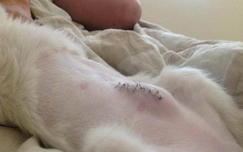 狗狗腎病的明顯癥狀有哪些