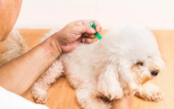 世界上最可愛(ài)的小狗,最萌的四大狗狗品種?